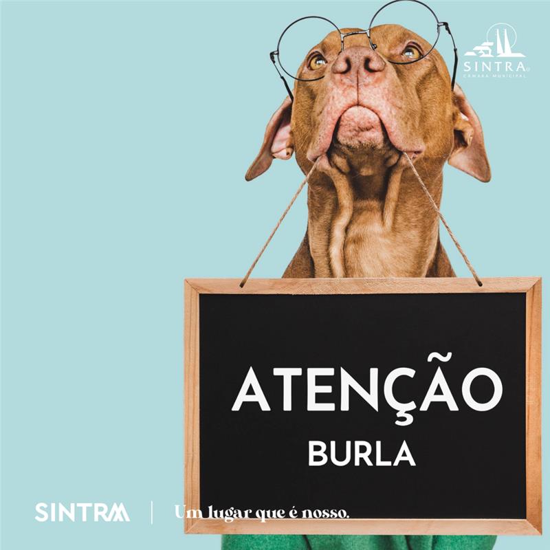 Atenção à burla para entrega de animais desaparecidos e acolhidos