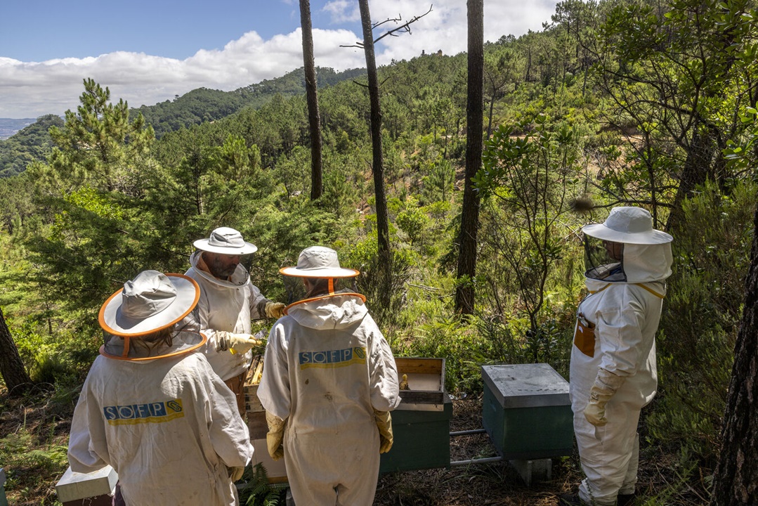 Serra de Sintra volta a produzir 